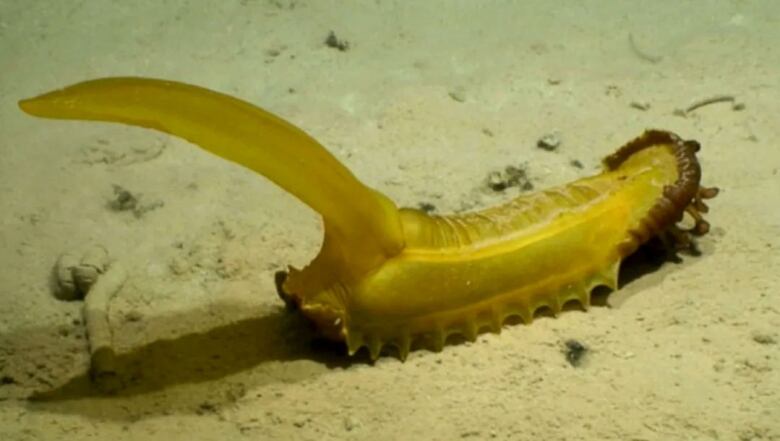 A deep-sea creature that looks like a cross-training sneaker. 