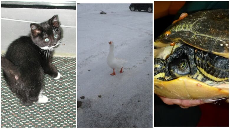 These are some of the animals that Point Pelee National Park staff have found wandering around the grounds in recent years. There is a cat, a duck and a turtle. 