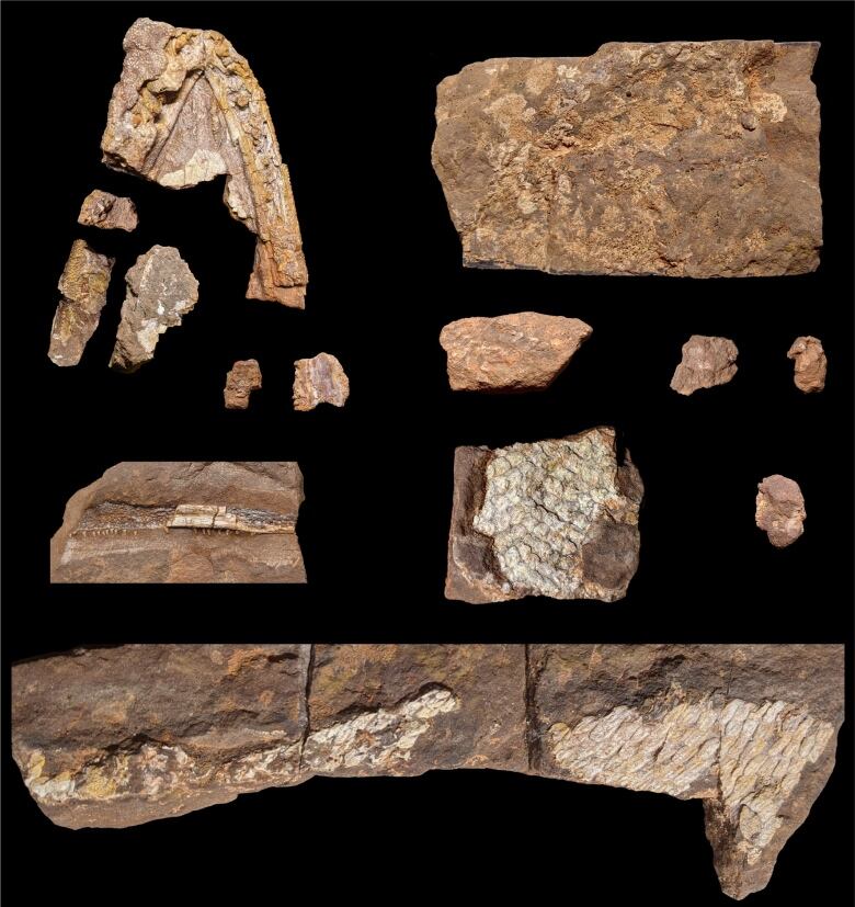 Pieces of the fish's fossils, including its jaw and scales are laid out in a row.