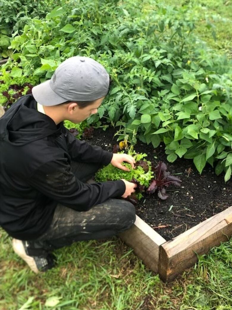 A young man in a white ball cap kneels by a vegetable garden bed, harvesting lettuce.