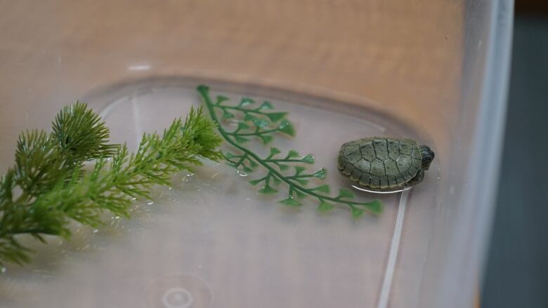 A light green turtle with limbs and head retracted into its shell sits in the top right corner of a plastic container on a wood-grained table surface. 