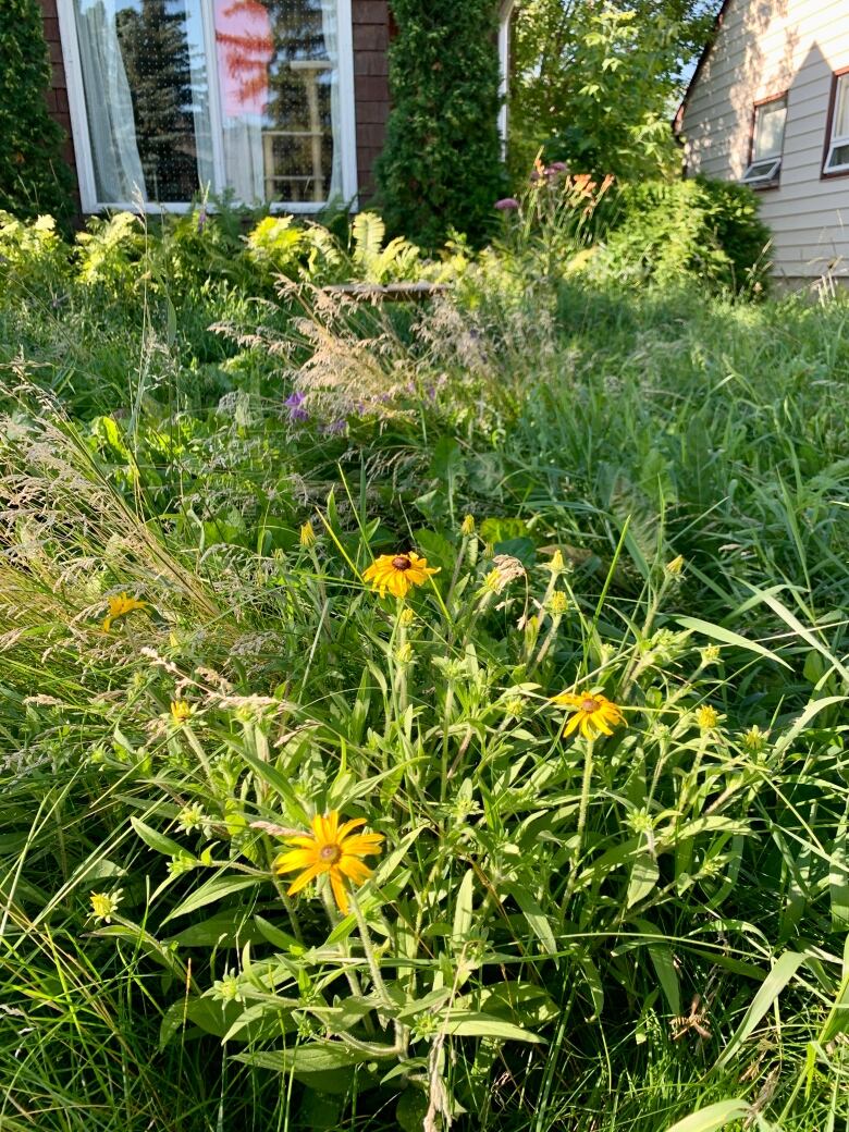 A natural lawn with long grass and flowers.