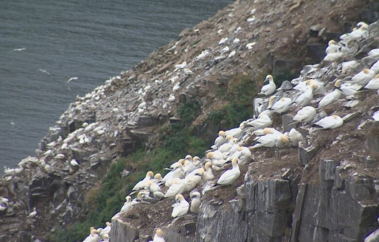 Birds are shown on a cliff face with the ocean in the background. 