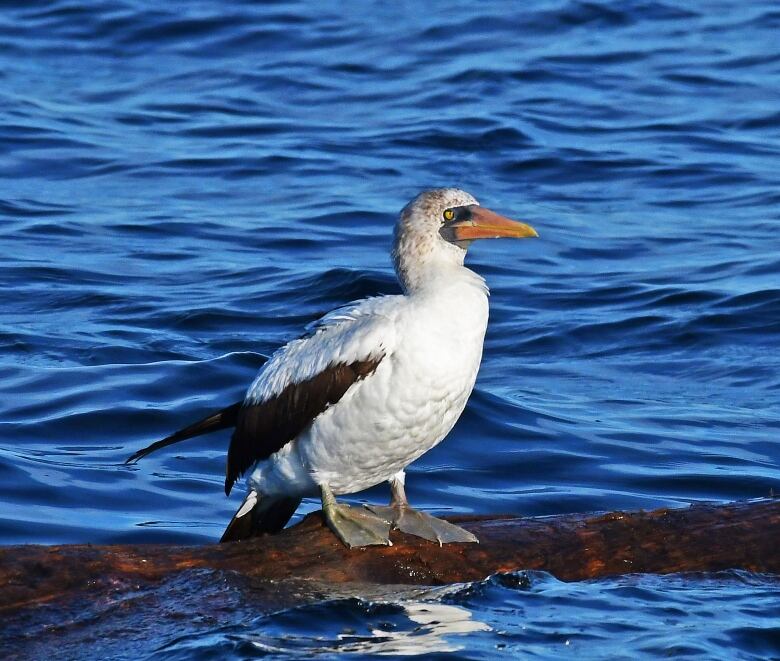 A seabird with a large bill sits on what appears to be a log. It has black bars on its wings and is otherwise white in colour.