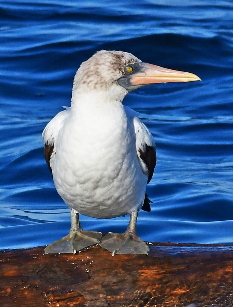 A seabird with a large bill sits on what appears to be a log. It has black bars on its wings and is otherwise white in colour.