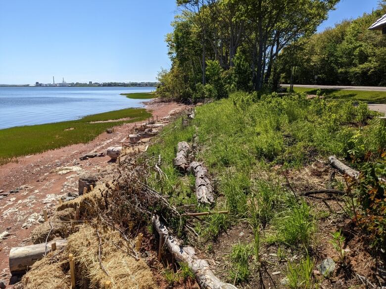 Living shoreline along Queen Elizabeth Hospital in Charlottetown. There are shrubs along the seaside. 