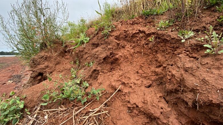 Chunks of grass falling, indicating coastal erosion