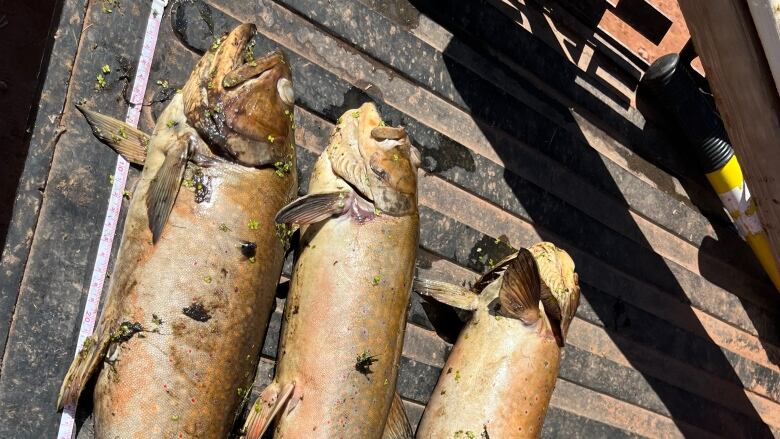 Three dead fish lie on the bed of a pickup truck. 