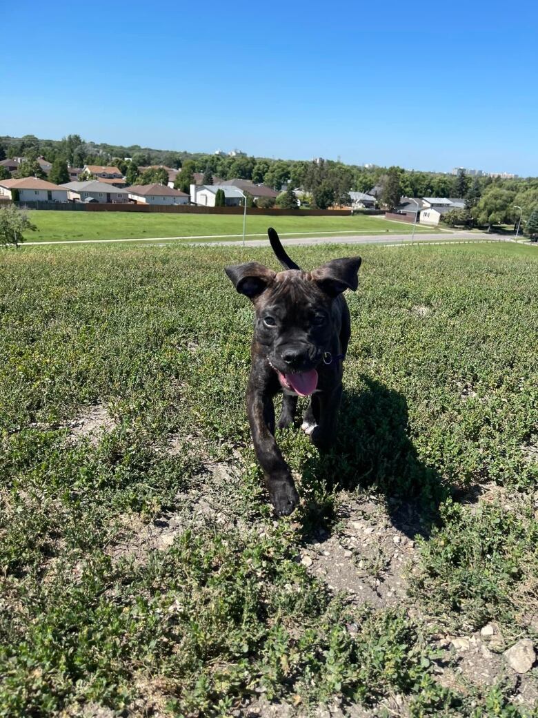 A brown puppy runs in a field.