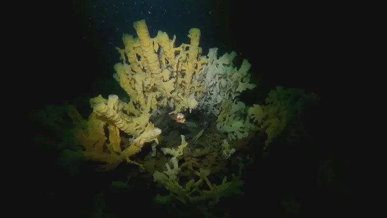 A glass sponge reef.