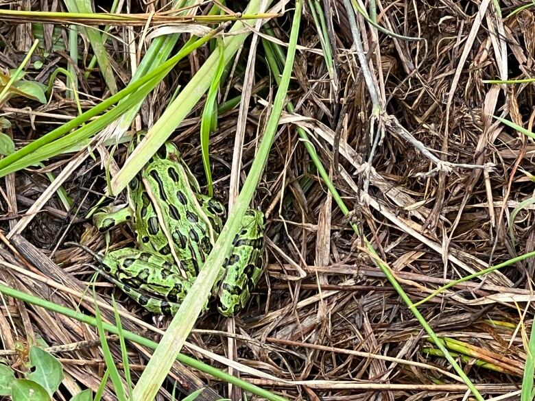 A bright green frog with black spots sits along the edge of the rice paddy.