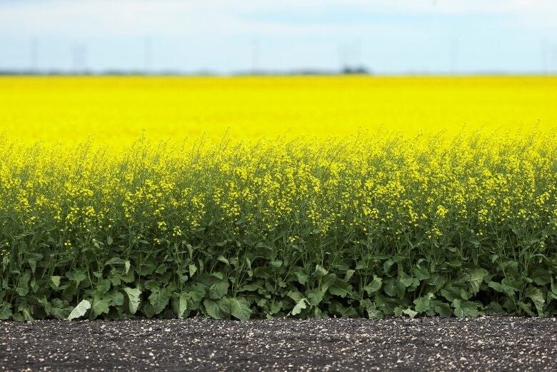 Canola blooms in farm fields.