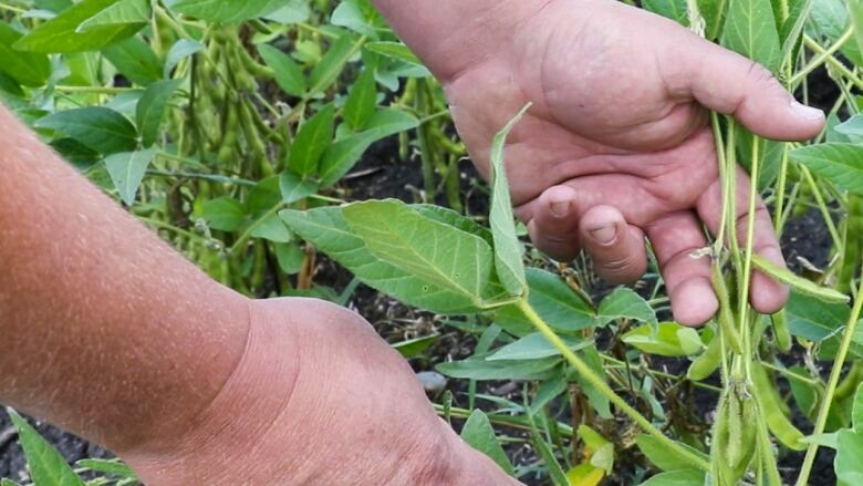 Two hands hold a green soy bean plant.