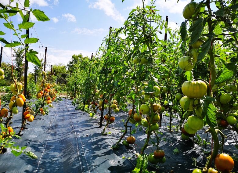 Tomatoes grow outside in rows in a farm