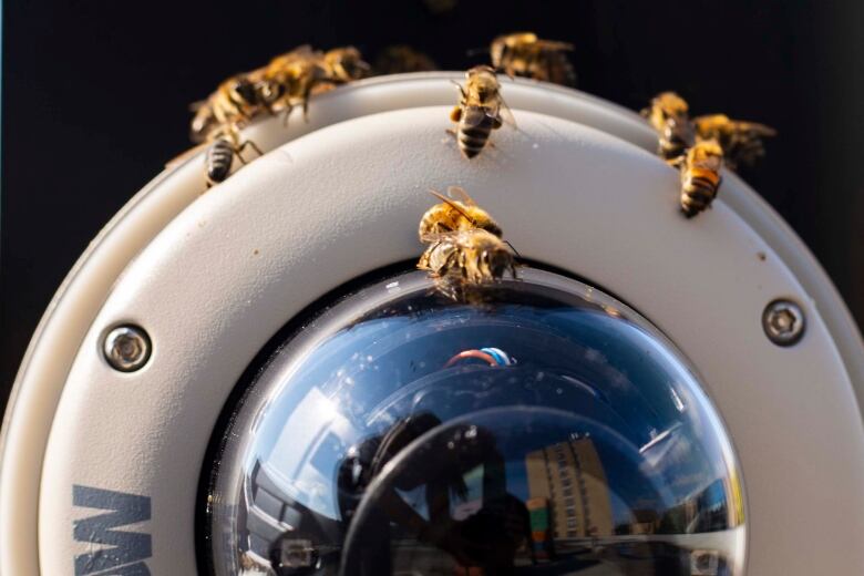 A close up of bees crawling along a video camera.