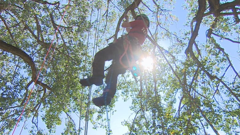 A person hangs suspended in a tree by ropes as they climb it