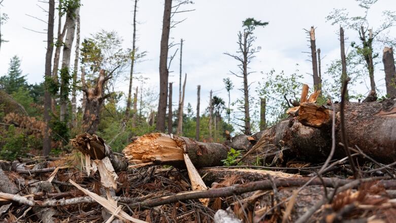 Destroyed trees.