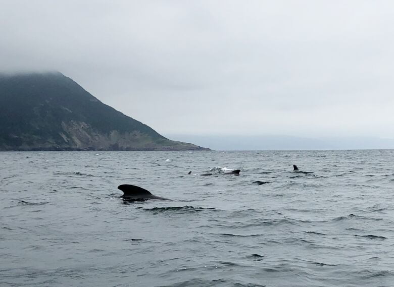 The fins of multiple whales are seen in the water. In the distance, there a mountain side.