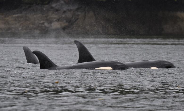 A number of orcas swim in water.