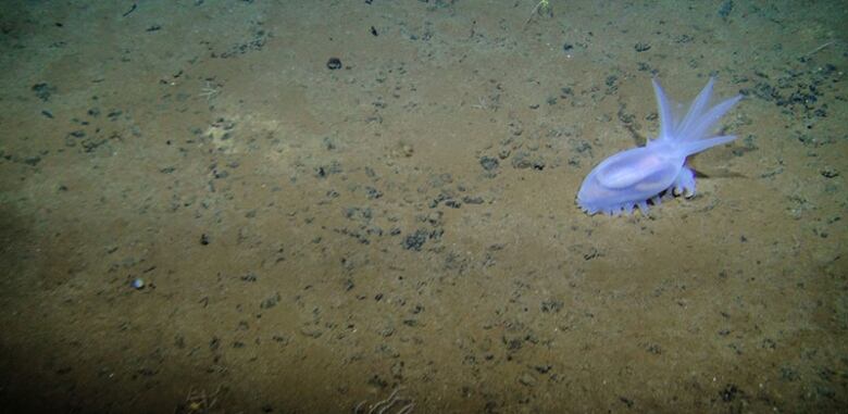 A small, violet-coloured underwater sea creature is shown on the ocean floor.