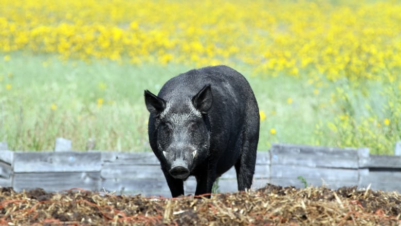 A large black boar stands in a field.