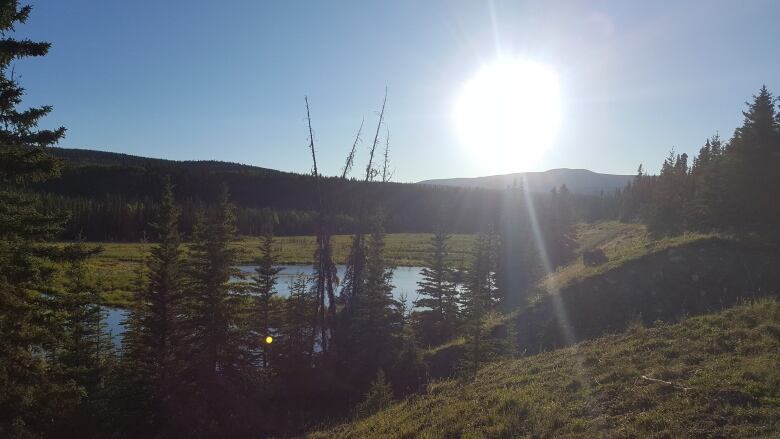 The sun blazes in a clear blue sky above green and blue wetlands with trees in the foreground.