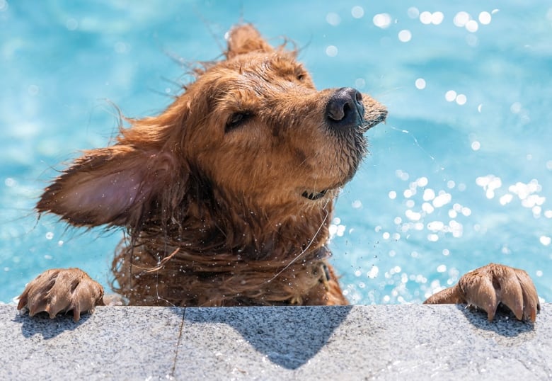 Dog swim