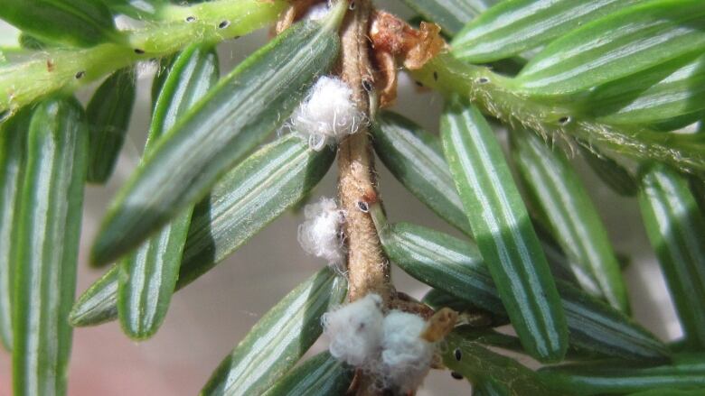 A close up shot of an outbreak of hemlock woolly adelgid on the branch at the base of the needles.