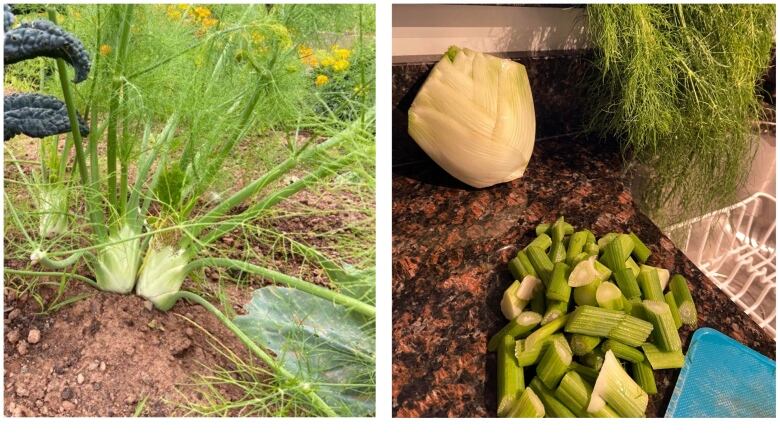 2-image collage of fennel. left, growing in garden and right, chopped 