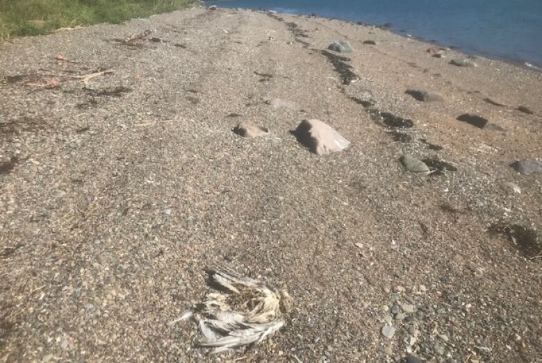 Some feathers and bones lie on a rocky beach.