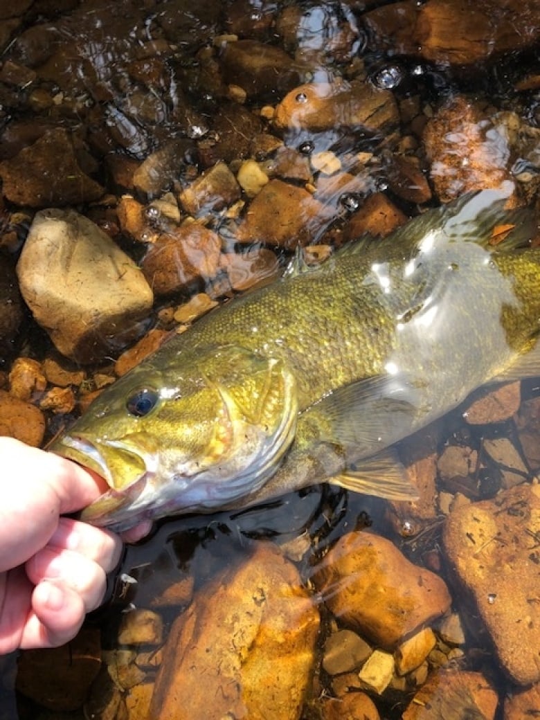 A fish sucks on a person's thumb.