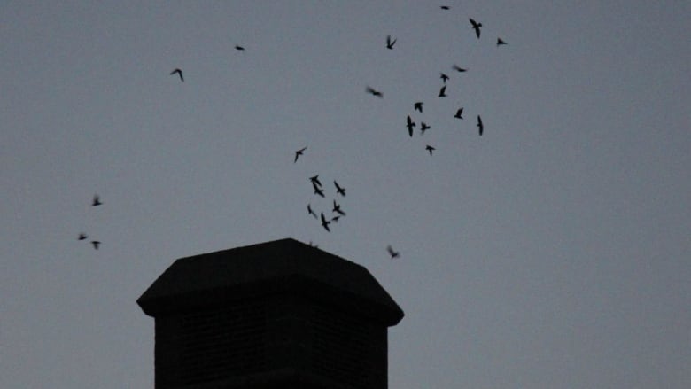 Little black birds fly around a chimney at dusk. 