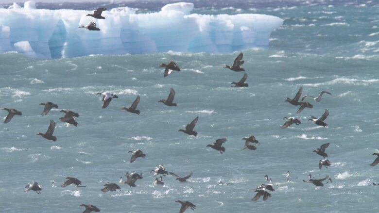 A flock of eiders fly past an iceberg.