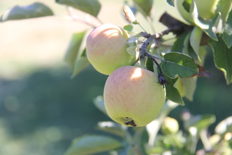 Apples growing on a tree