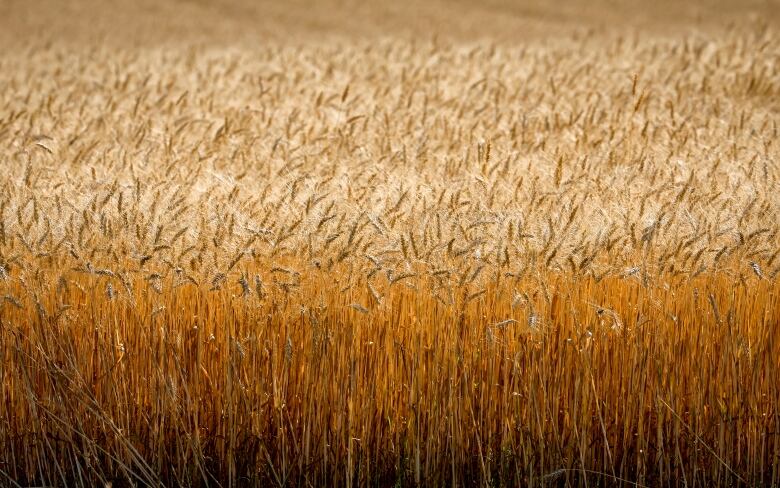 A field of wheat is pictured near Cremona, Alta., Tuesday, Sept. 6, 2022. Statistics Canada says Canadian farmers are on track to produce a better crop this year than they did in 2021. 