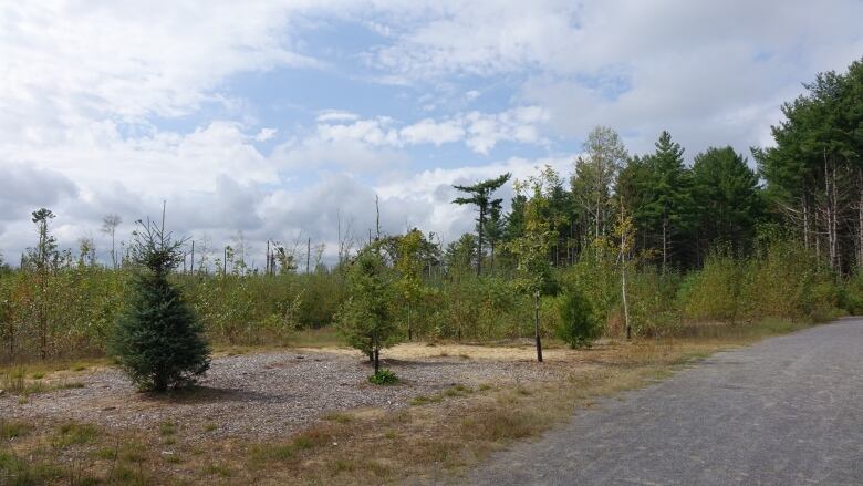 A field of trees.