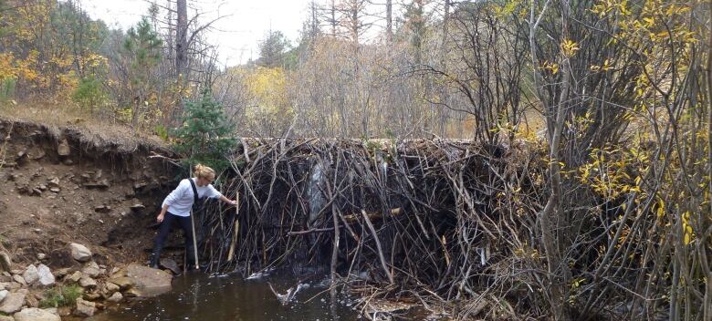 A woman examines a beaver dam 