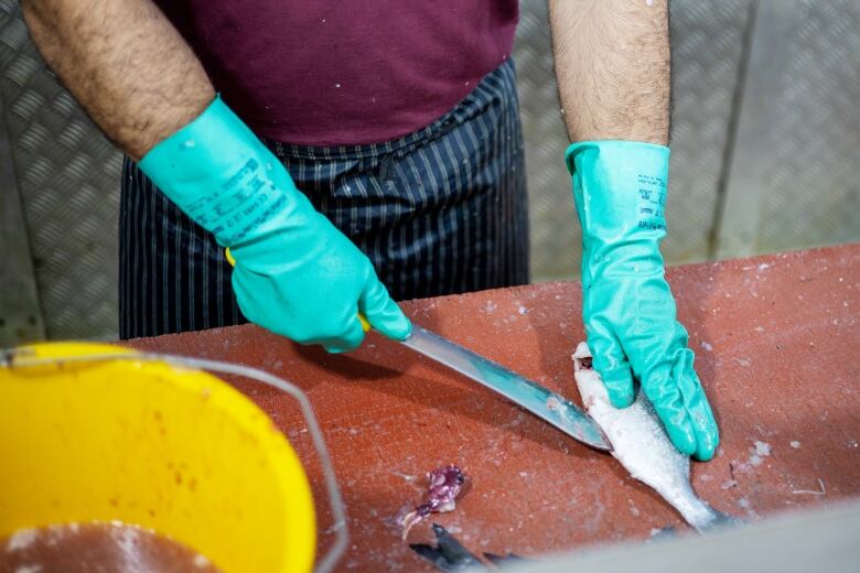 A man guts a fish 