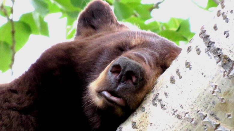 Black bears, undeterred by hazing, continue to fatten themselves on backyard fruit trees. 