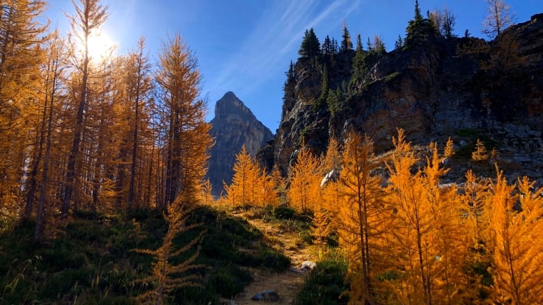 Hundreds of golden larch trees line a hiking trail on a day with blue skies and mountains in the background.