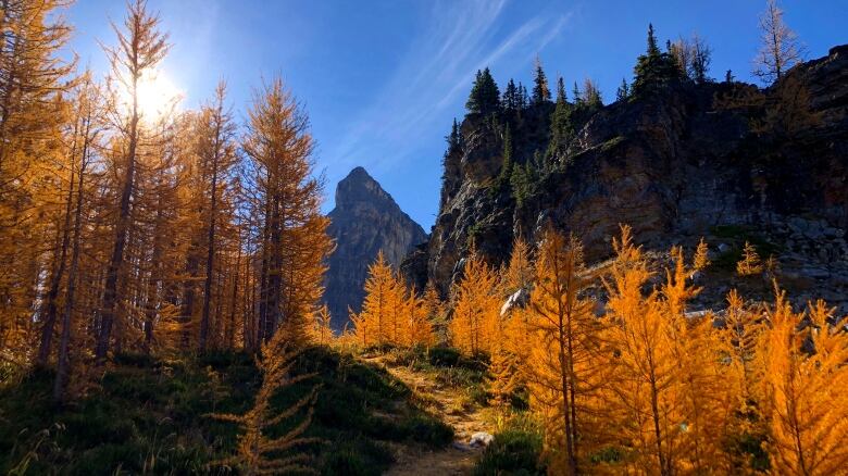 Hundreds of golden larch trees line a hiking trail on a day with blue skies and mountains in the background.