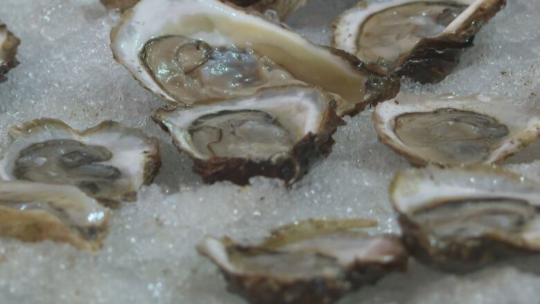 Shucked oysters on ice 