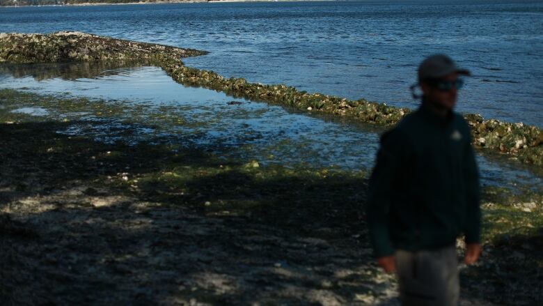 A man is seen in silhouette in front of a row of clam beds, that appear to be halting the flow of water near an island.