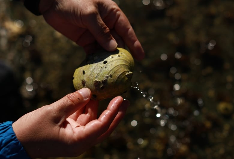 A hand holds a clam shell that is dripping with water.