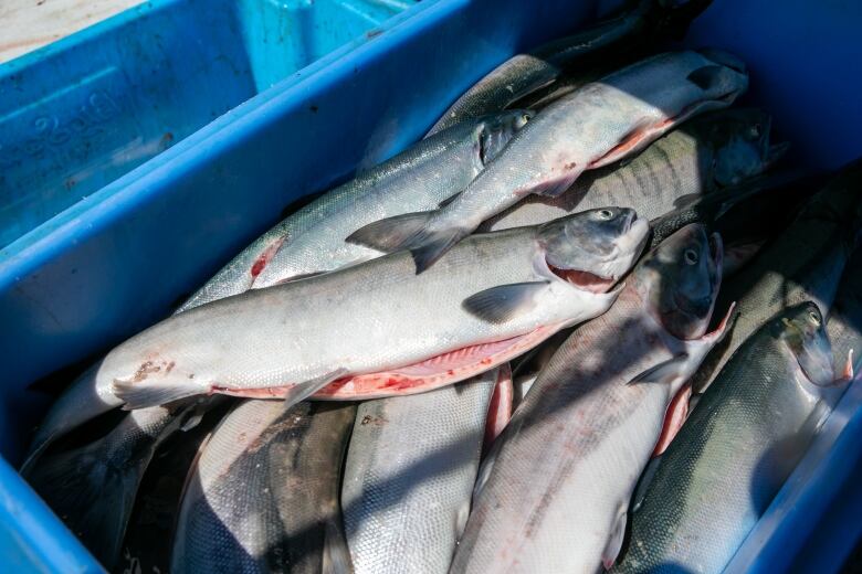 A box of dead fish.