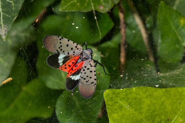 A fly with its wings out. The wings have a large beige part with black polka dots, then a black section with a white stripe from one side to the other, then a section of wing along the fly's black is red with black polka dots. The fly is seen on top of a web in some green leaves.