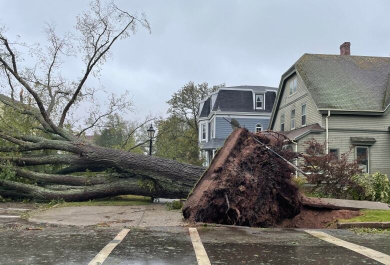 Tree down from Fiona.