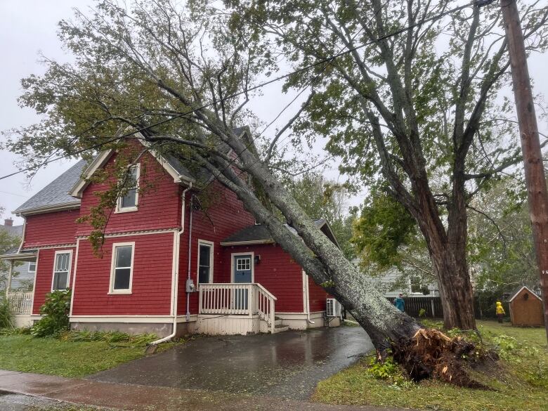 A large tree is seen leaning against the roof of a red house. In the upper part of the tree, several power lines are pinned against the side of the house.