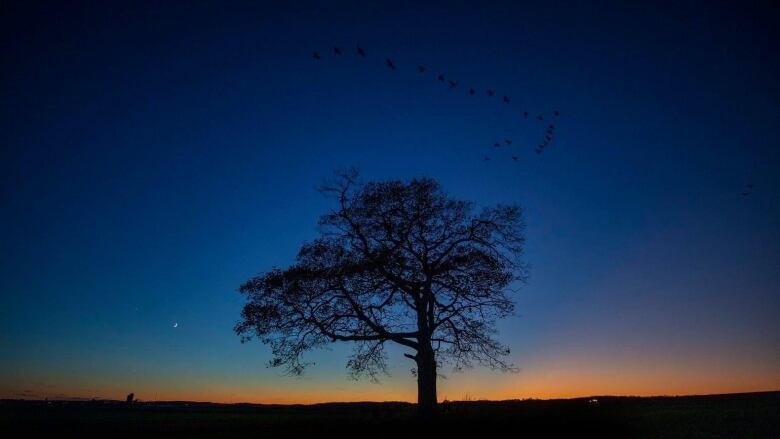 The branches of a tree are silhouetted against the sunset, with a flock of birds flying by in the background.