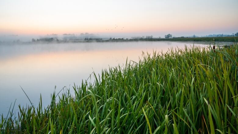 A grassy shore overlooks a lake.